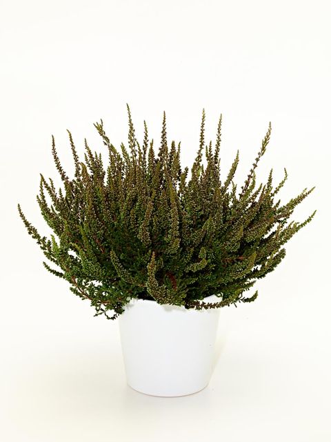Calluna vulgaris 'Zalina'