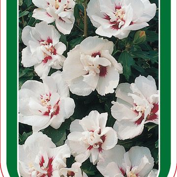 Hibiscus syriacus 'Speciosus'