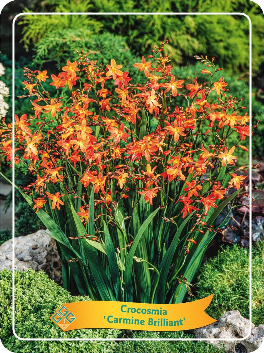 Crocosmia MIX — Plant Wholesale FlorAccess