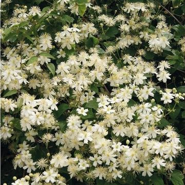 Clematis 'Paul Farges' (Vi)