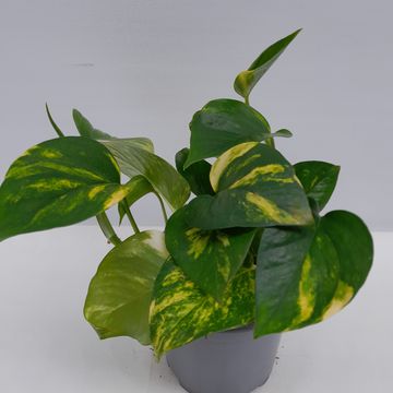 Epipremnum pinnatum 'Aureum'