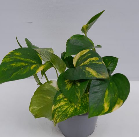 Epipremnum pinnatum 'Aureum'