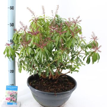 Pieris japonica 'Passion'