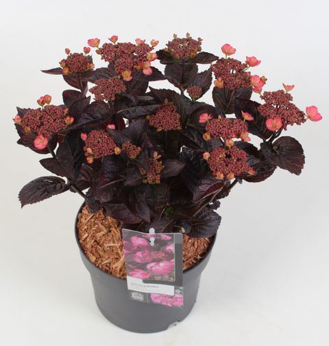 Hydrangea serrata DAREDEVIL