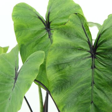 Colocasia 'Pharaoh’s Mask'