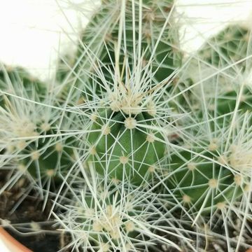 Echinocereus parkeri