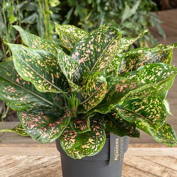 Aglaonema 'Pink Leopard'