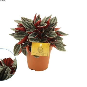 Peperomia Caperata Lilian - Pianta Da Interno Con Foglie Arricciate E Fiori A Punta, 15-25 Cm