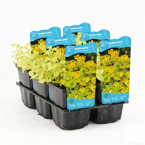 Lysimachia nummularia 'Aurea'