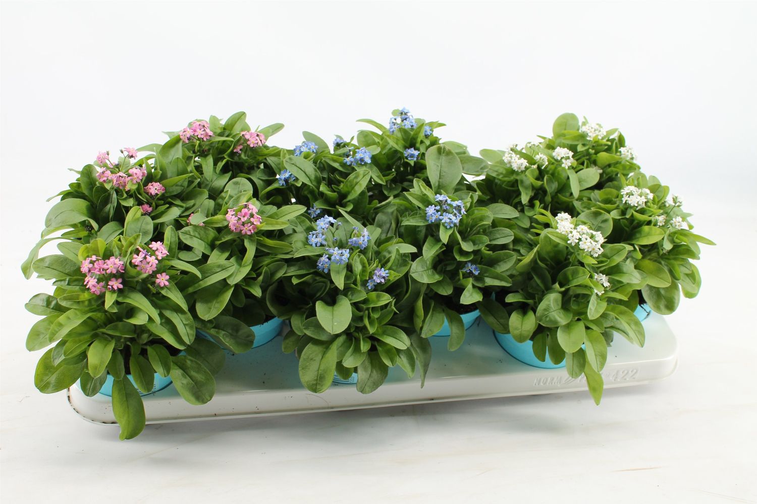 myosotis-mix-plant-wholesale-floraccess