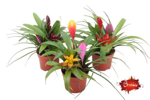 Bromelia MIX