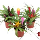 Bromelia MIX