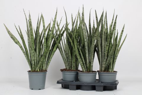 Sansevieria trifasciata 'Silver Princess'