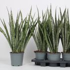 Sansevieria trifasciata 'Silver Princess'