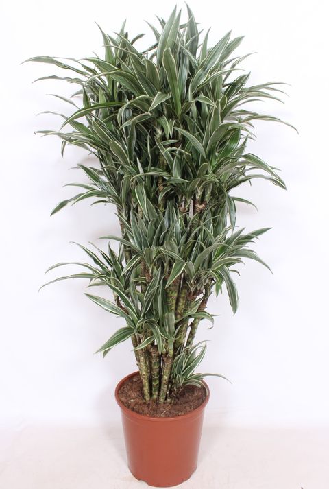 Dracaena fragrans 'Warneckei'