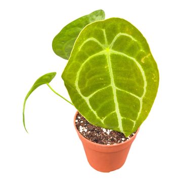 Anthurium forgetii