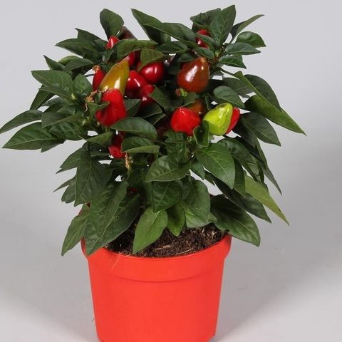 Capsicum annuum SAMBA MIX — Plant Wholesale FlorAccess