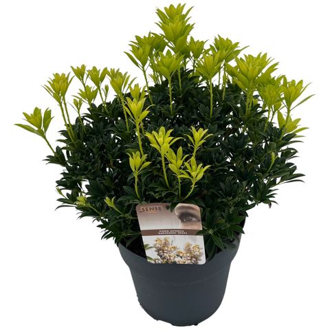 Pieris japonica 'Sarabande'