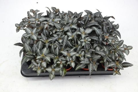 Pilea spruceana 'Silver Tree'