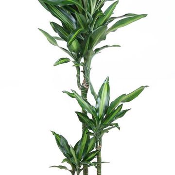 Dracaena fragrans CINTHO