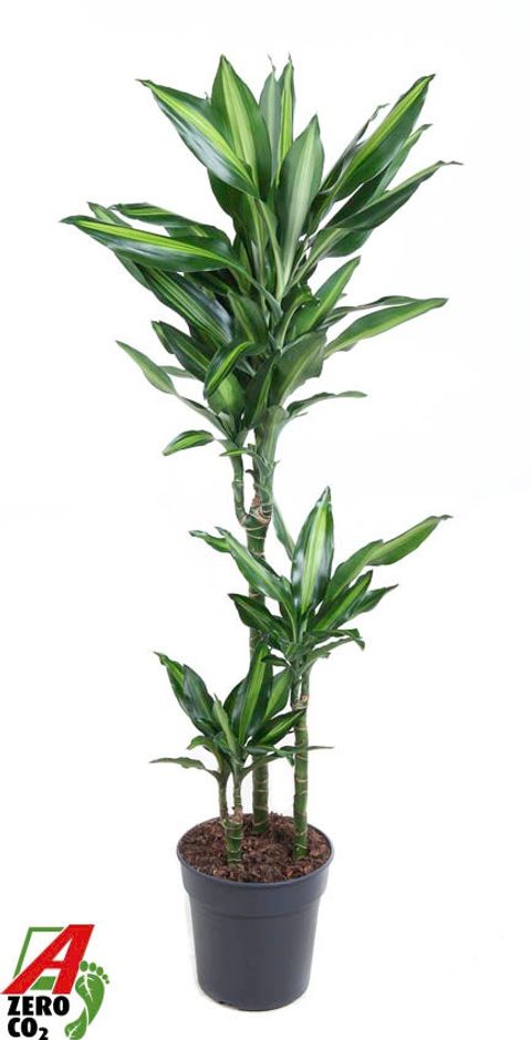 Dracaena fragrans CINTHO