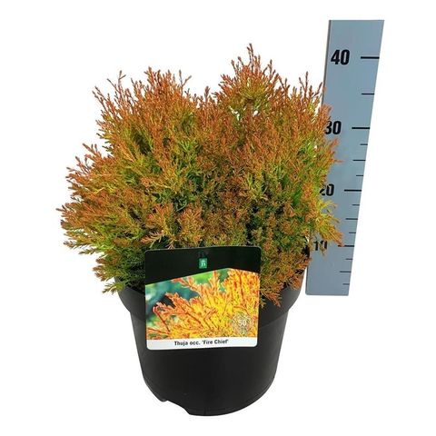 Thuja occidentalis FIRE CHIEF
