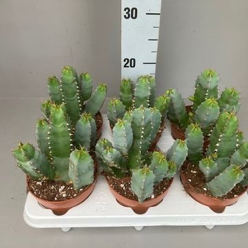 Euphorbia resinifera