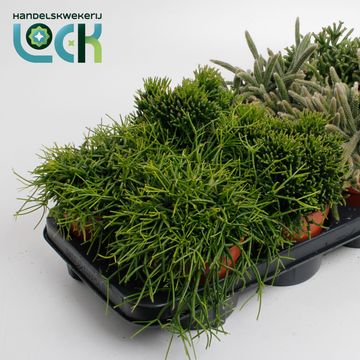 Rhipsalis MIX