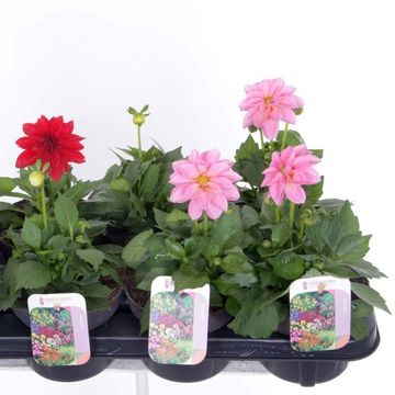 Dahlia DAHLIETTA MIX