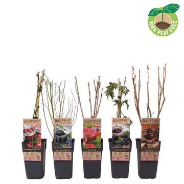 Plantas frutíferas MIX