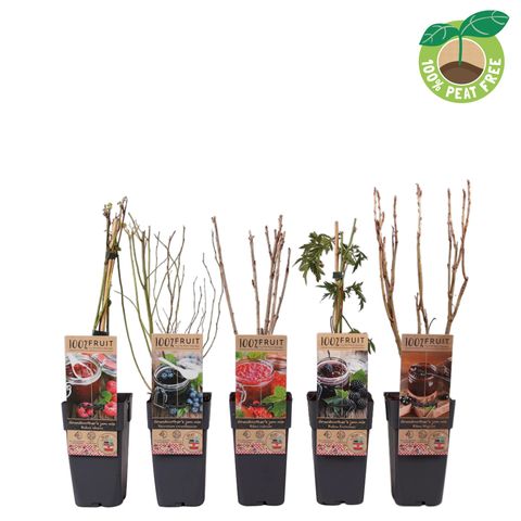 Plantes fruitières MIX