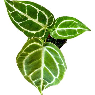 Anthurium crystallinum