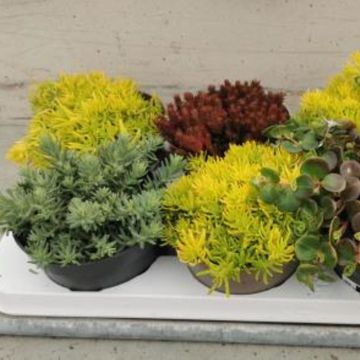 Sedum MIX