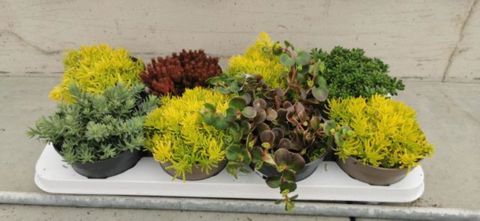 Sedum MIX