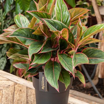 Aglaonema 'Jungle Red'