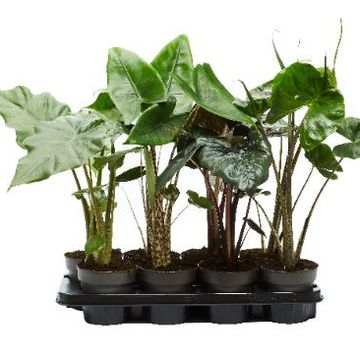 Alocasia MIX