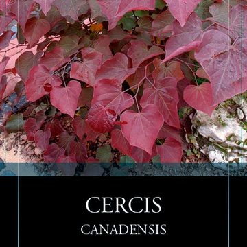 Cercis canadensis 'Forest Pansy'
