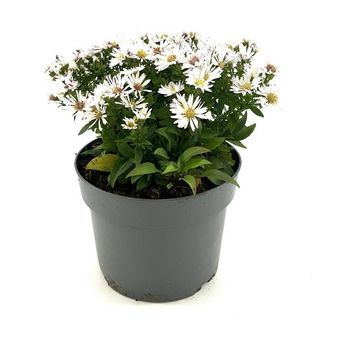 Aster 'Schneekissen'