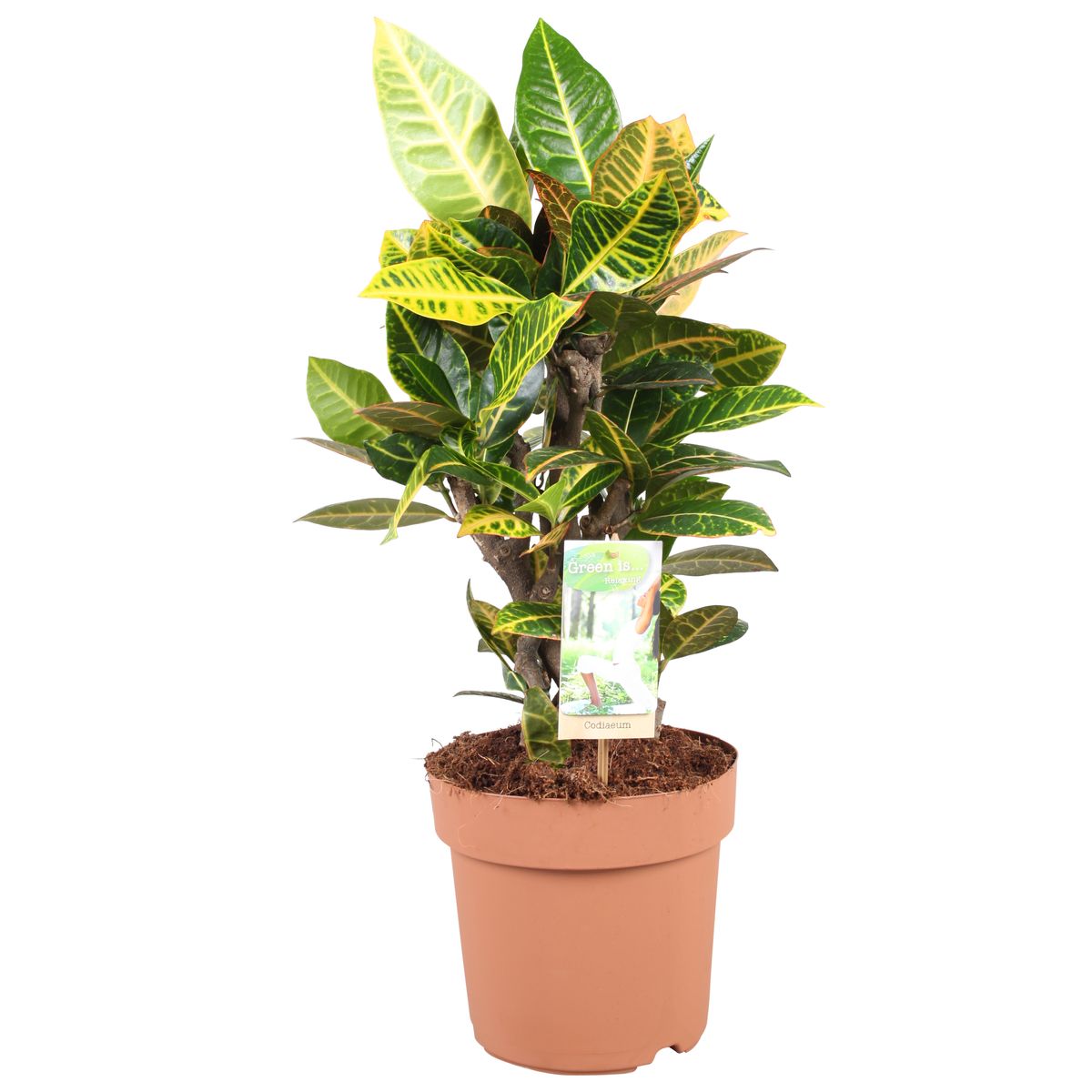 Codiaeum variegatum petra plant wholesale floraccess