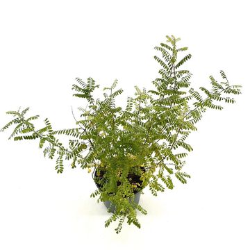 Indigofera heterantha