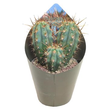 Browningia hertlingiana