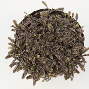 Leptinella squalida 'Platt's Black'