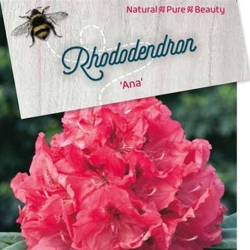 Rhododendron 'Ana'
