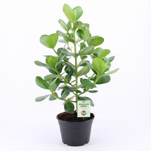 Clusia rosea 'Princess'