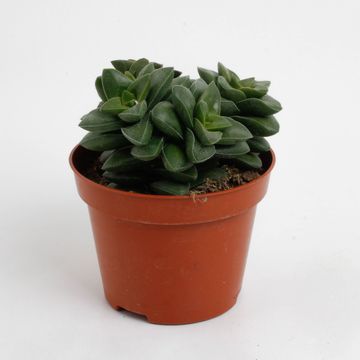 Crassula 'Springtime'