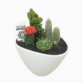 Arrangemang Cactus