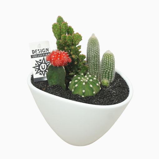 Arrangement Cactus