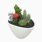 Аранжування Cactus