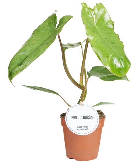 Philodendron 'Paraiso Verde'