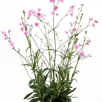 Lychnis flos-jovis
